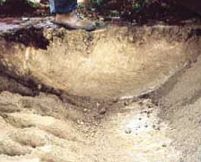 ROTO25
