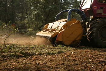 STARFORST_IMG_3482_small STARFORST_IMG_3482_small